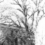 Bur oak in winter, 1984