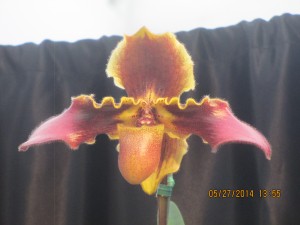 20,000K Orchid