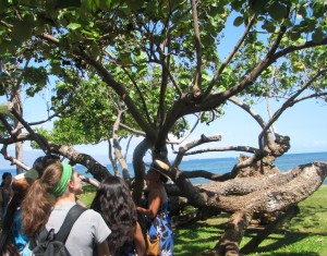 We learned about the uses of many different trees during our tour: for tools, food, housing, cordage, canoes, and more.